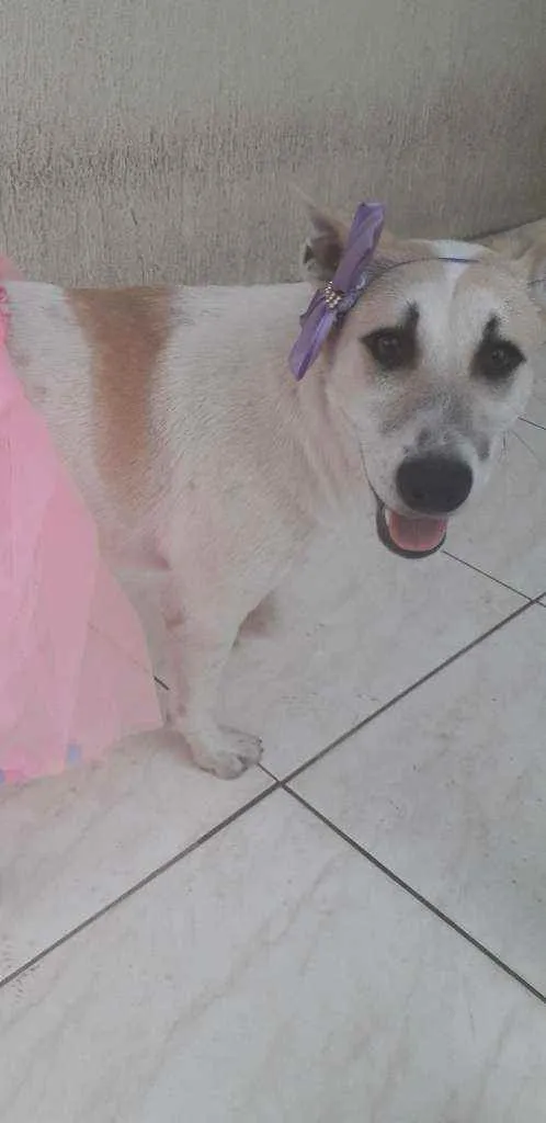 Cachorro ra a SRD idade 7 a 11 meses nome Valentina