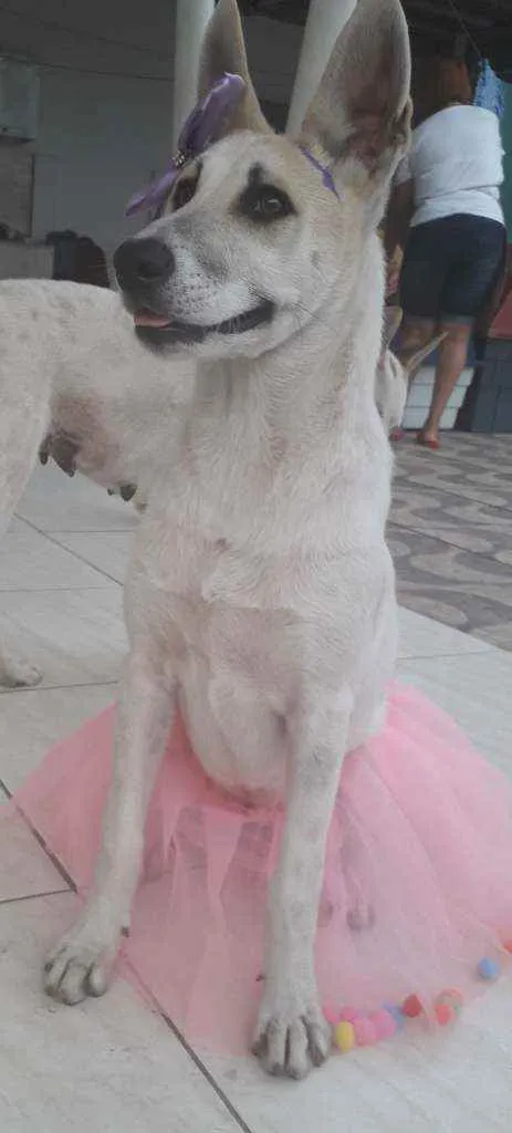 Cachorro ra a SRD idade 7 a 11 meses nome Valentina