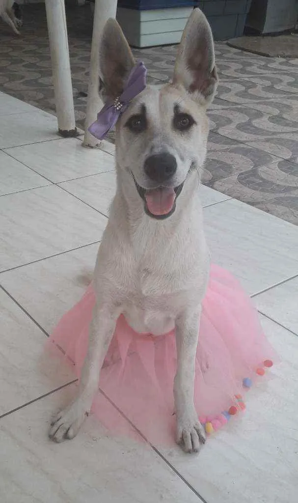 Cachorro ra a SRD idade 7 a 11 meses nome Valentina
