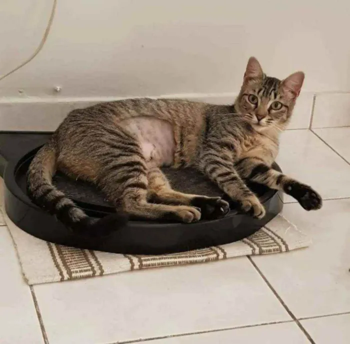 Gato ra a SRD idade 1 ano nome Zara