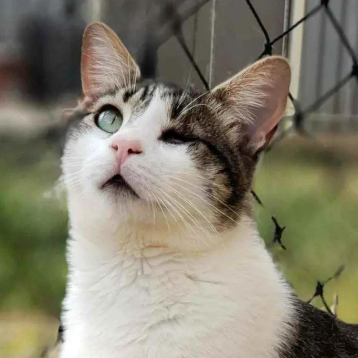 Gato ra a Sem raça definida idade 1 ano nome Juninho