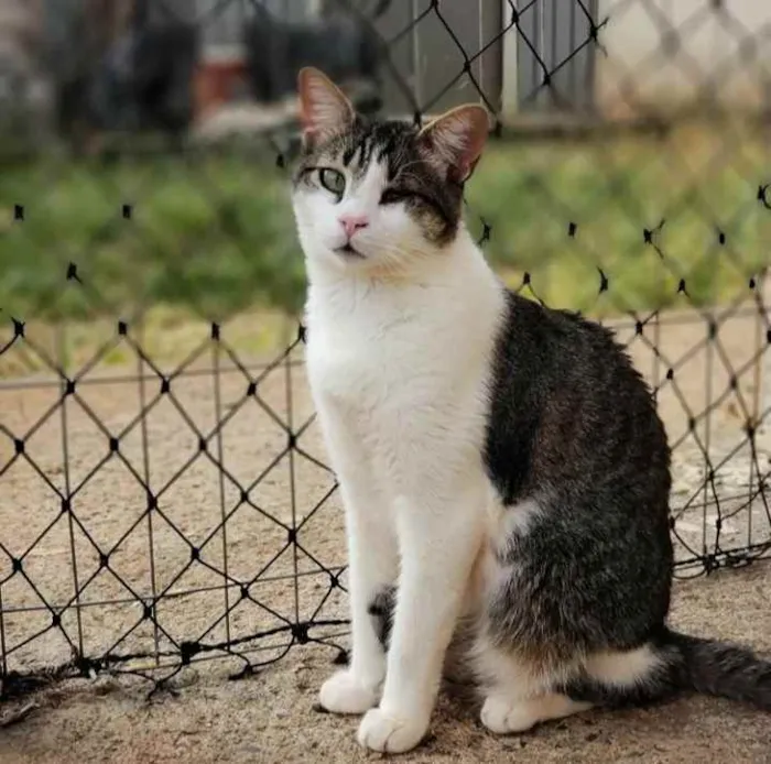Gato ra a Sem raça definida idade 1 ano nome Juninho