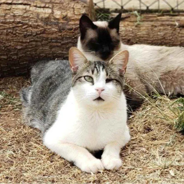 Gato ra a Sem raça definida idade 1 ano nome Juninho