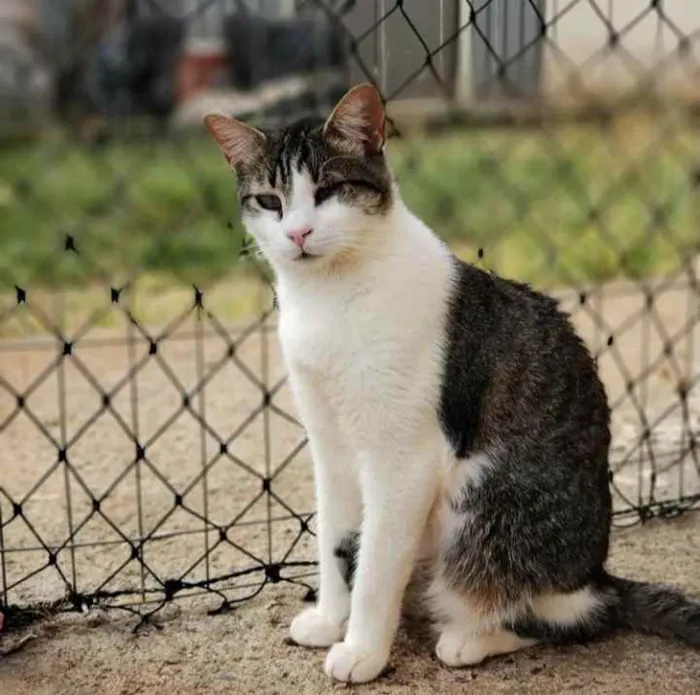 Gato ra a Sem raça definida idade 1 ano nome Juninho
