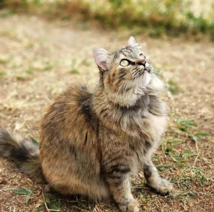 Gato ra a Sem raça definida idade 1 ano nome Pepita