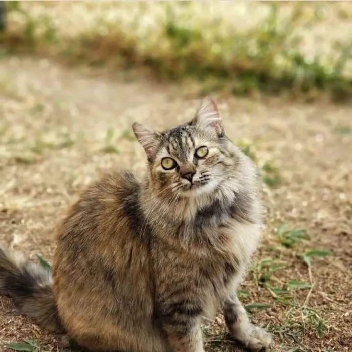 Gato ra a Sem raça definida idade 1 ano nome Pepita