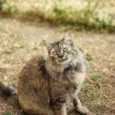 Pepita