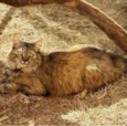 Pepita