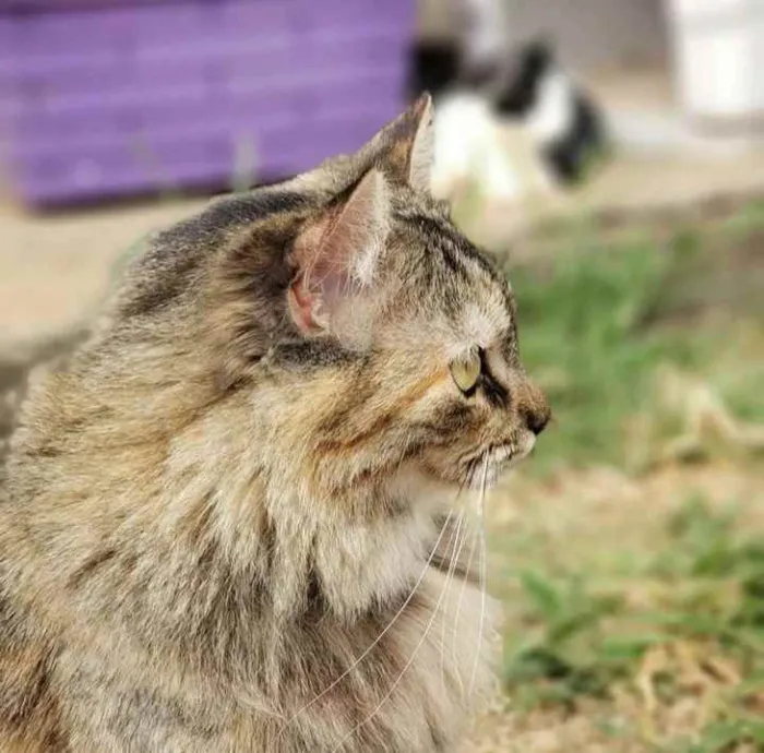 Gato ra a Sem raça definida idade 1 ano nome Pepita