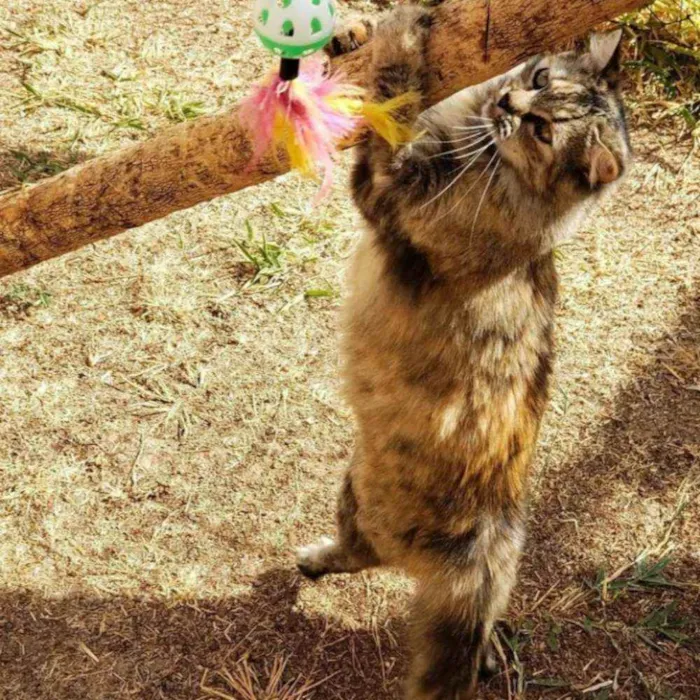 Gato ra a Sem raça definida idade 1 ano nome Pepita