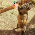 Pepita
