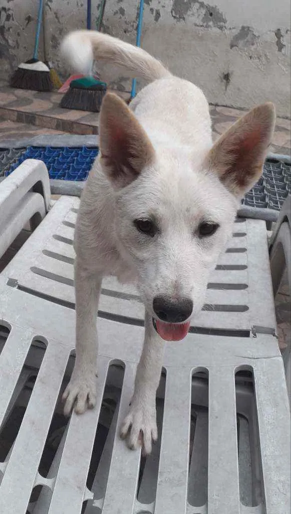 Cachorro ra a SRD idade 7 a 11 meses nome Lara