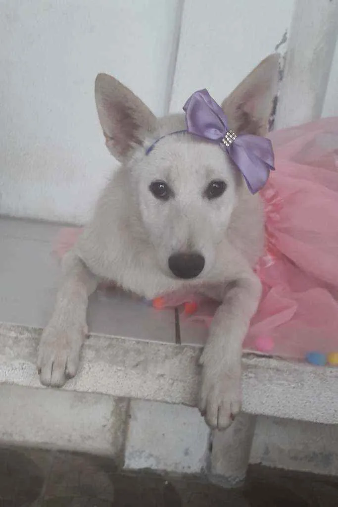 Cachorro ra a SRD idade 7 a 11 meses nome Lara