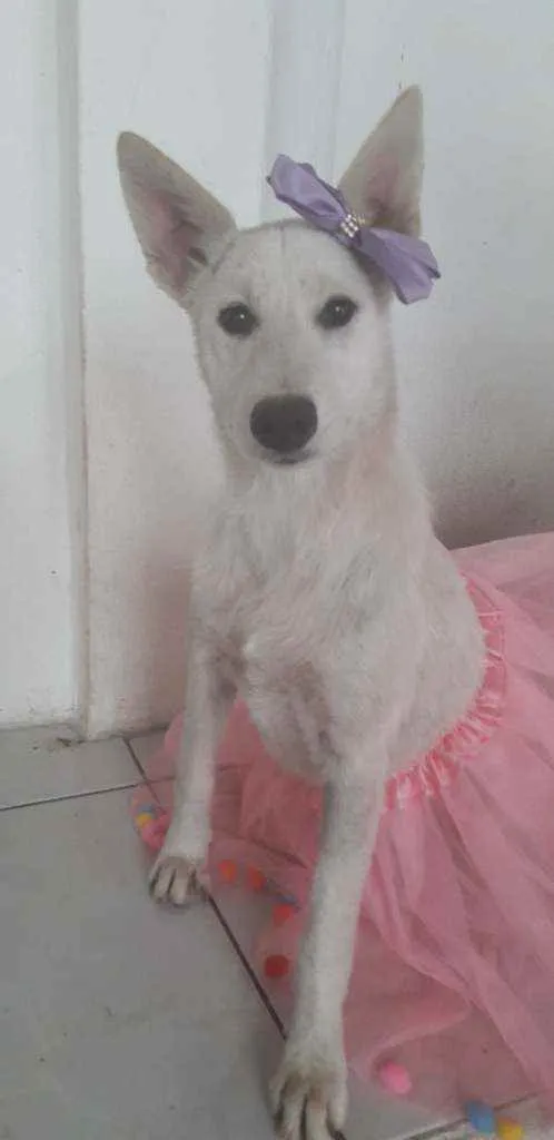 Cachorro ra a SRD idade 7 a 11 meses nome Lara