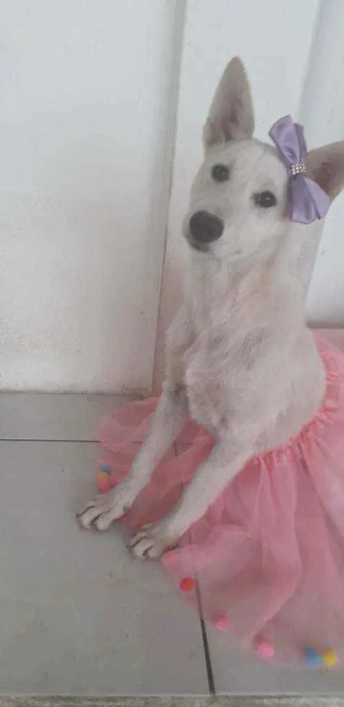 Cachorro ra a SRD idade 7 a 11 meses nome Lara