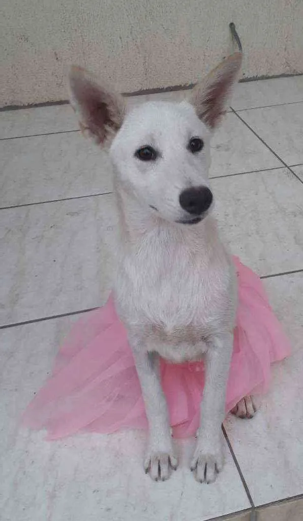 Cachorro ra a SRD idade 7 a 11 meses nome Lara