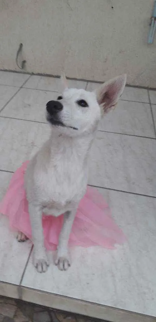 Cachorro ra a SRD idade 7 a 11 meses nome Lara