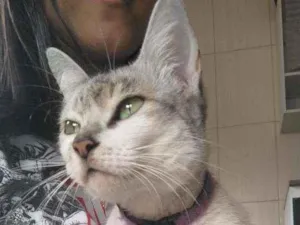Gato raça  idade 5 anos nome Melinda May