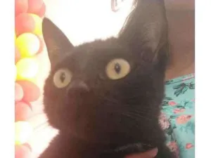 Gato raça  idade 2 anos nome Banguela
