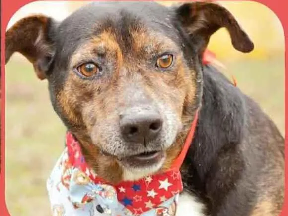 Cachorro raça  idade 6 ou mais anos nome Thor 