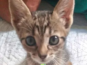 Gato raça Mestiço  idade 2 a 6 meses nome Pingo 