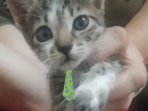 Gato raça Mestiço  idade 2 a 6 meses nome Léo 