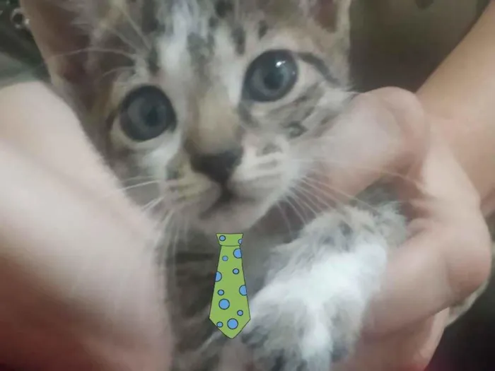 Gato ra a Mestiço  idade 2 a 6 meses nome Léo 