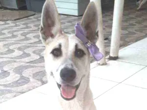 Cachorro raça SRD idade 7 a 11 meses nome Valentina
