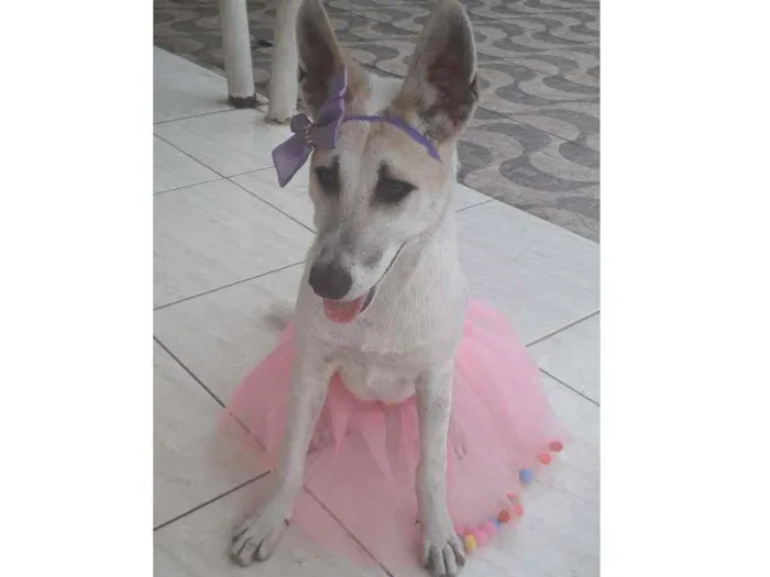 Cachorro ra a SRD idade 7 a 11 meses nome Valentina