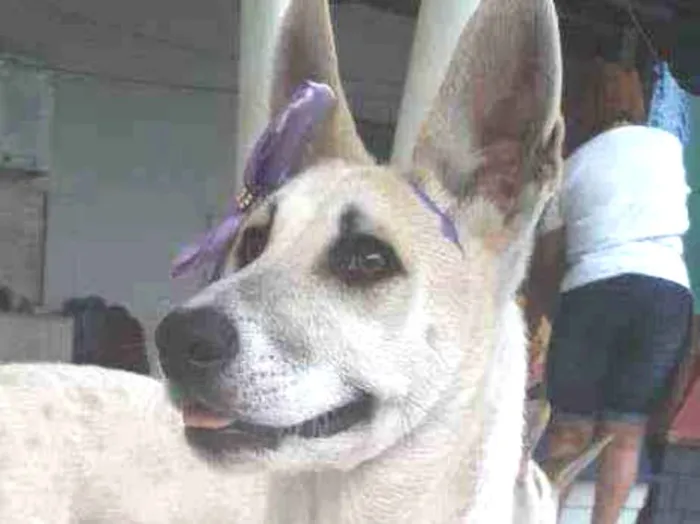 Cachorro ra a SRD idade 7 a 11 meses nome Valentina