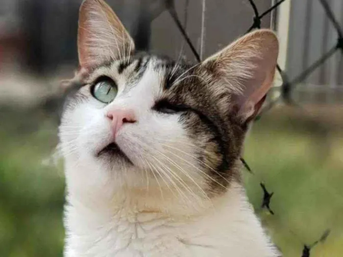 Gato ra a Sem raça definida idade 1 ano nome Juninho