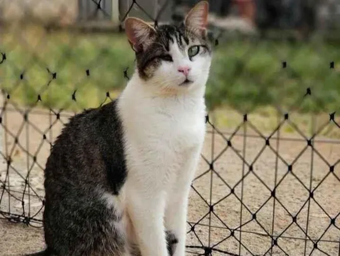 Gato ra a Sem raça definida idade 1 ano nome Juninho