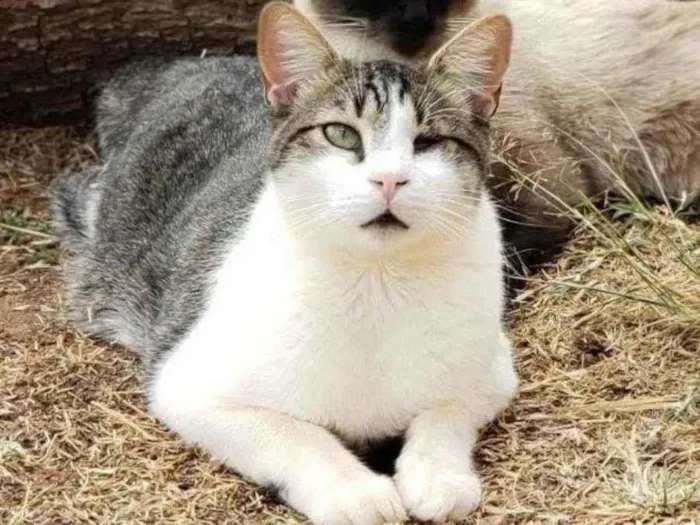 Gato ra a Sem raça definida idade 1 ano nome Juninho