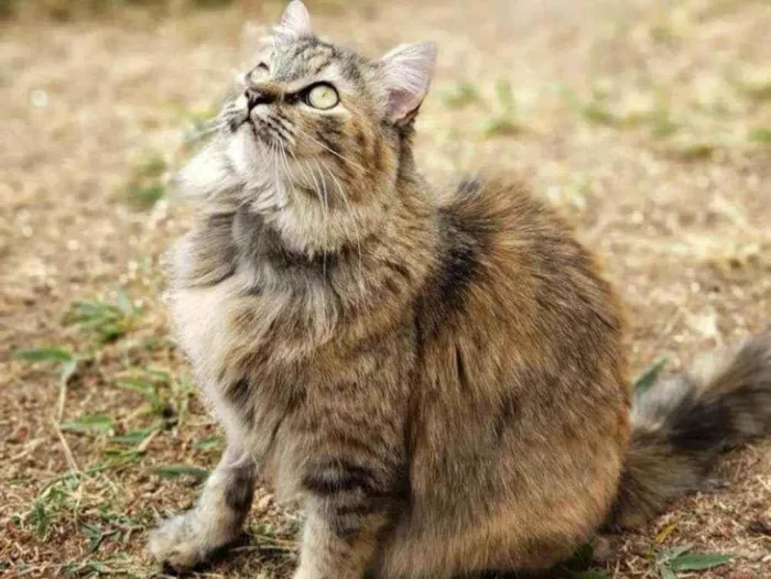 Gato ra a Sem raça definida idade 1 ano nome Pepita