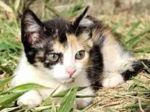 Gato raça Sem raça definida idade 2 a 6 meses nome Liz