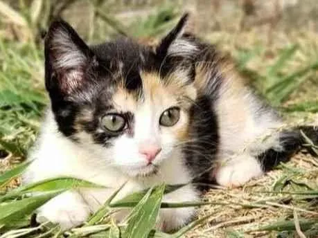 Gato ra a Sem raça definida idade 2 a 6 meses nome Liz