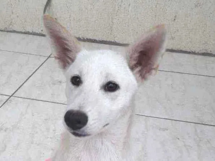 Cachorro ra a SRD idade 7 a 11 meses nome Lara