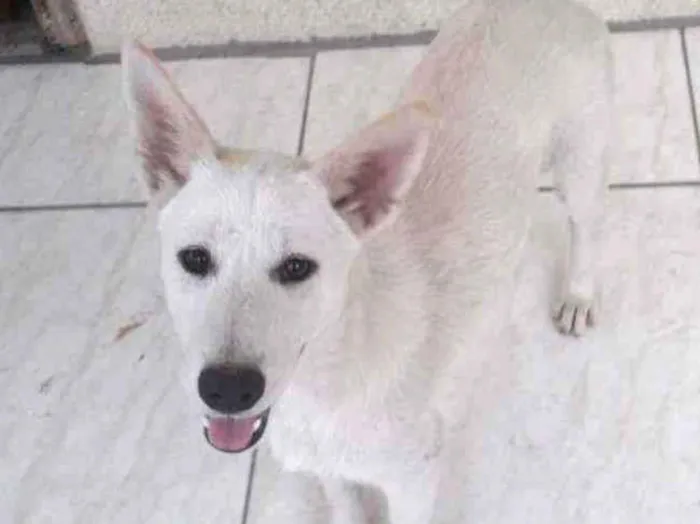 Cachorro ra a SRD idade 7 a 11 meses nome Lara