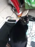 Neguinho