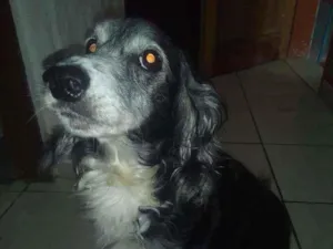 Cachorro raça Cocker idade 4 anos nome Otto