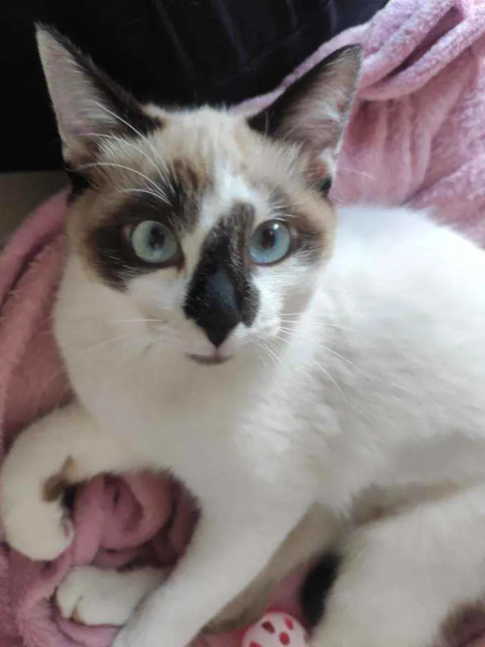 Gato raça SRD  idade 2 a 6 meses nome Sandy 