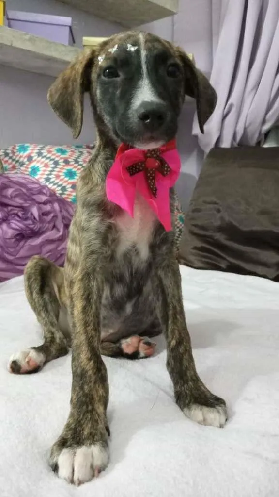Cachorro ra a srd idade 2 a 6 meses nome Liz
