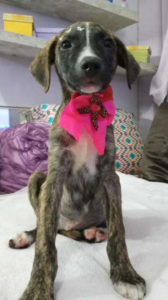 Cachorro ra a srd idade 2 a 6 meses nome Liz