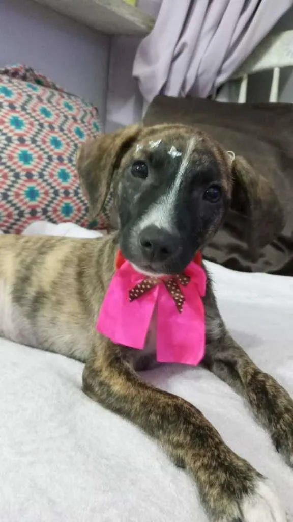 Cachorro ra a srd idade 2 a 6 meses nome Liz