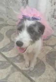 Nala
