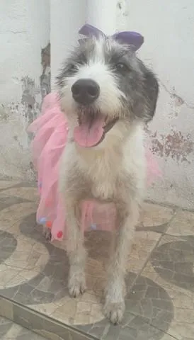 Cachorro ra a SRD-ViraLata idade 2 anos nome Nala
