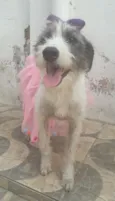 Nala