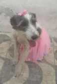 Nala
