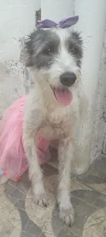 Cachorro ra a SRD-ViraLata idade 2 anos nome Nala
