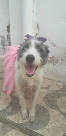 Cachorro ra a SRD-ViraLata idade 2 anos nome Nala